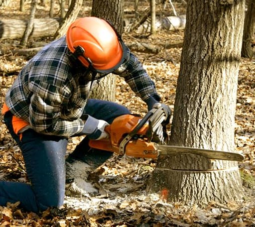Tree Removal in Morrow, LA